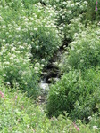 SX06965 Small stream through field of Hemlock Waterdropwort (Oenanthe crocata).jpg